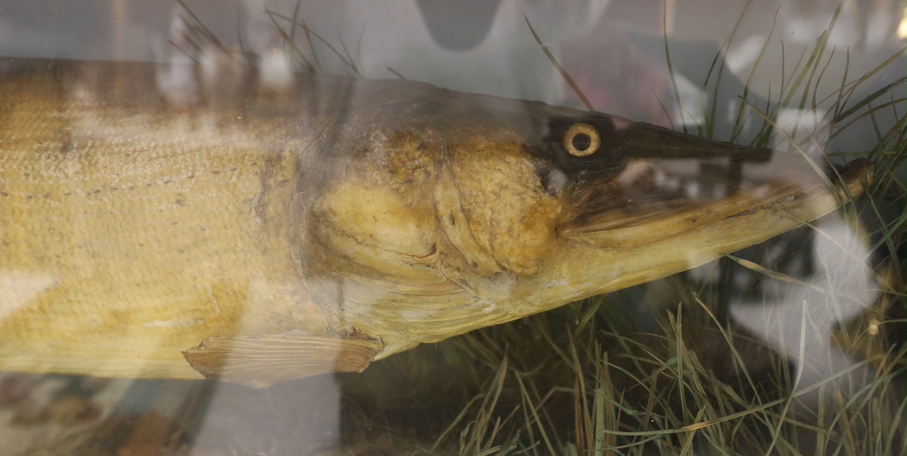 Taxidermy - a Victorian / Edwardian pike in a bowfront case